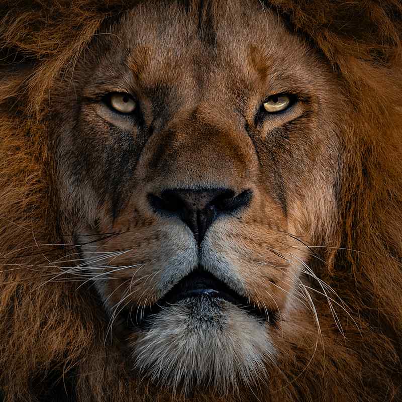 The Mastery Project Astrology Sign Leo