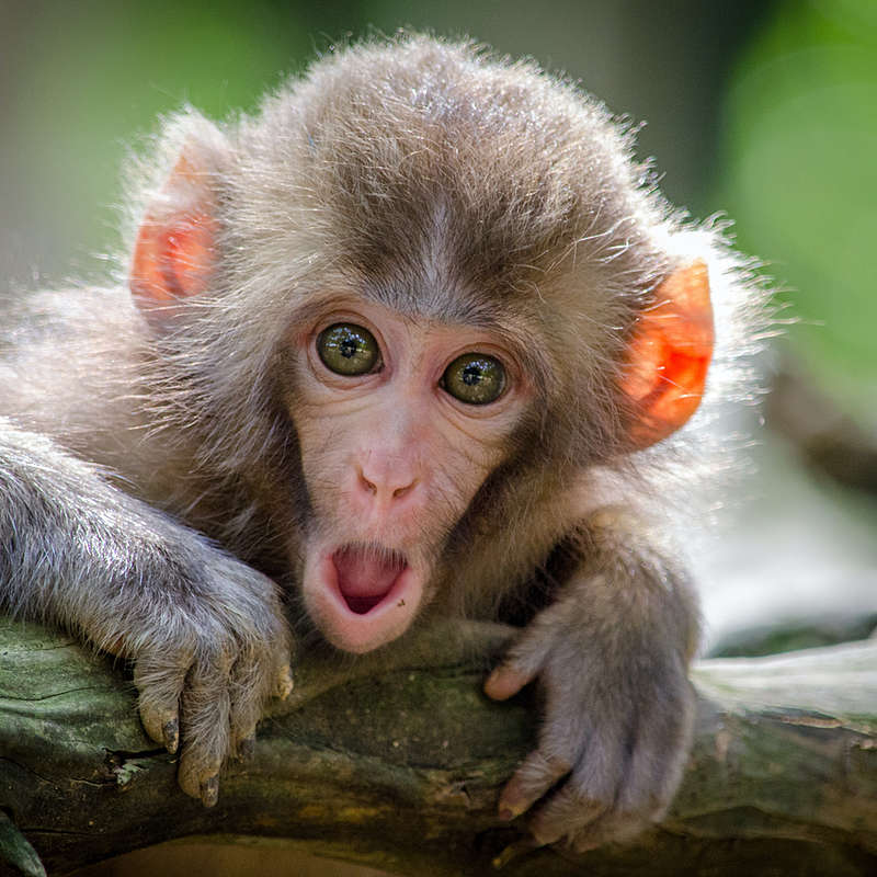 Chinese New Year Monkey